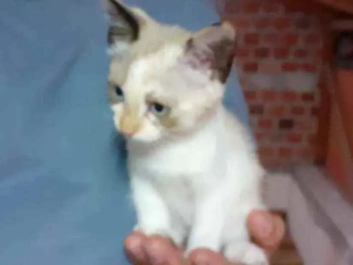 Gato ra a sem raça definida idade 2 a 6 meses nome Dona chica e familia