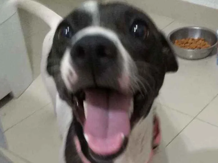 Cachorro raça Vira-lata com shapei idade 1 ano nome Manchinha