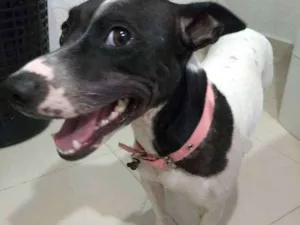 Cachorro raça Vira-lata com shapei idade 1 ano nome Manchinha