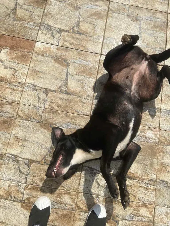 Cachorro ra a Vira lata idade 4 anos nome Pandora