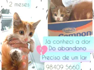 Gato raça SRD idade 2 a 6 meses nome Sushi