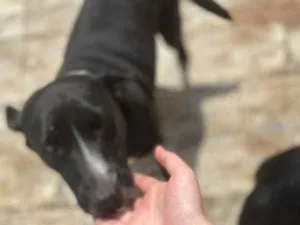 Cachorro raça Vira lata idade 4 anos nome Pandora