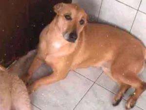 Cachorro raça Vira lata idade 4 anos nome Suzi