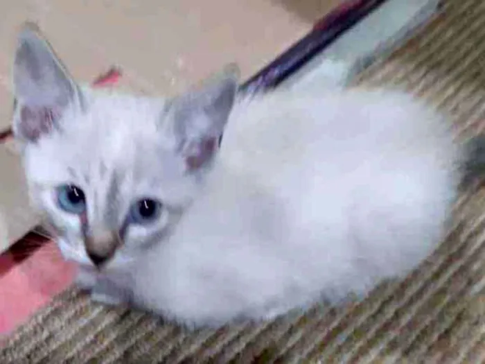 Gato ra a sem raça definida idade 2 a 6 meses nome Dona chica e familia