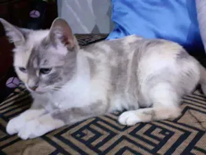 Gato raça sem raça definida idade 2 a 6 meses nome Dona chica e familia