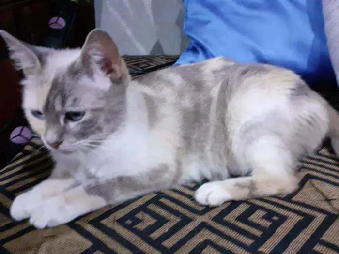Gato ra a sem raça definida idade 2 a 6 meses nome Dona chica e familia
