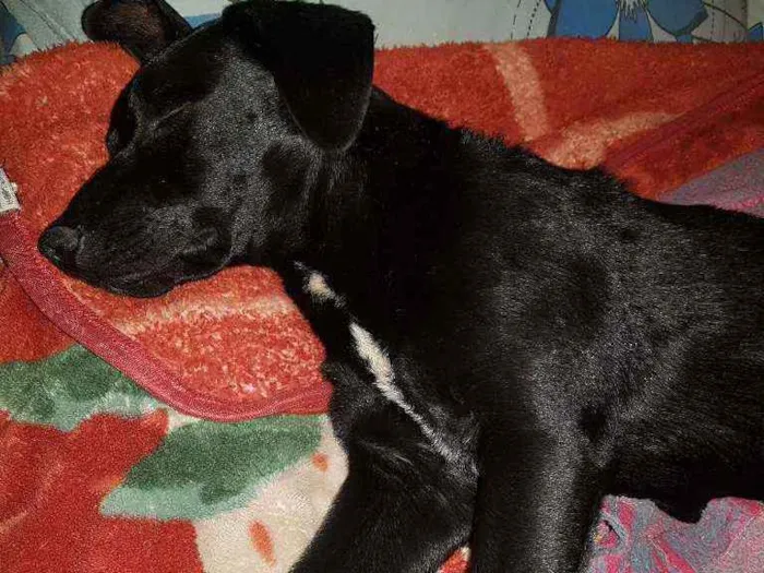 Cachorro ra a Vira lata idade 1 ano nome Serena