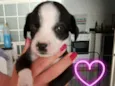 Maizena e Princesa
