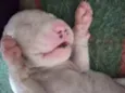 Maizena e Princesa