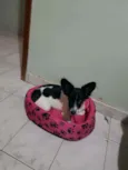 Pamdora