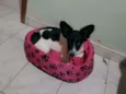 Pamdora