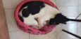 Pamdora