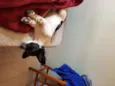 Pamdora