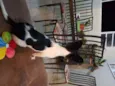 Pamdora