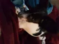 Pamdora