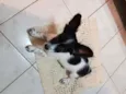 Pamdora