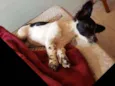 Pamdora