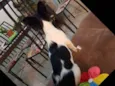 Pamdora