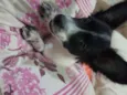 Pamdora
