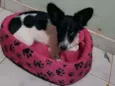 Pamdora
