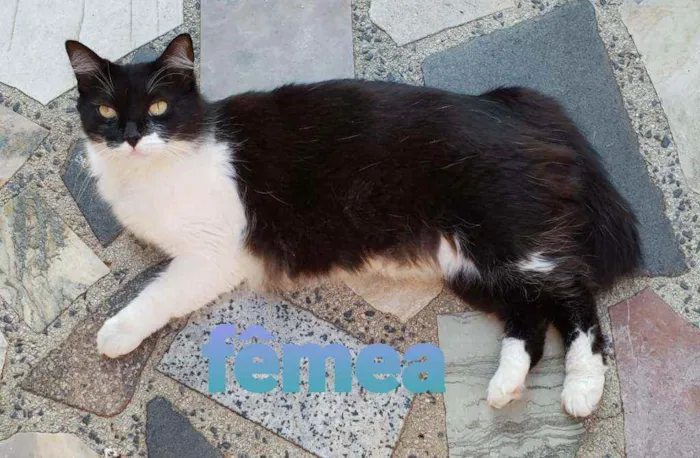 Gato ra a SRD idade 1 ano nome Nina