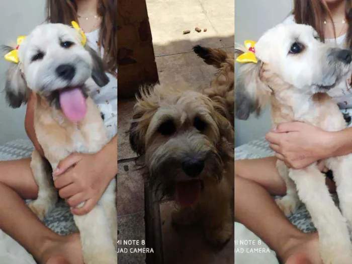 Cachorro raça Ilhasa com sem raça idade 7 a 11 meses nome CHARLOTE e Tody