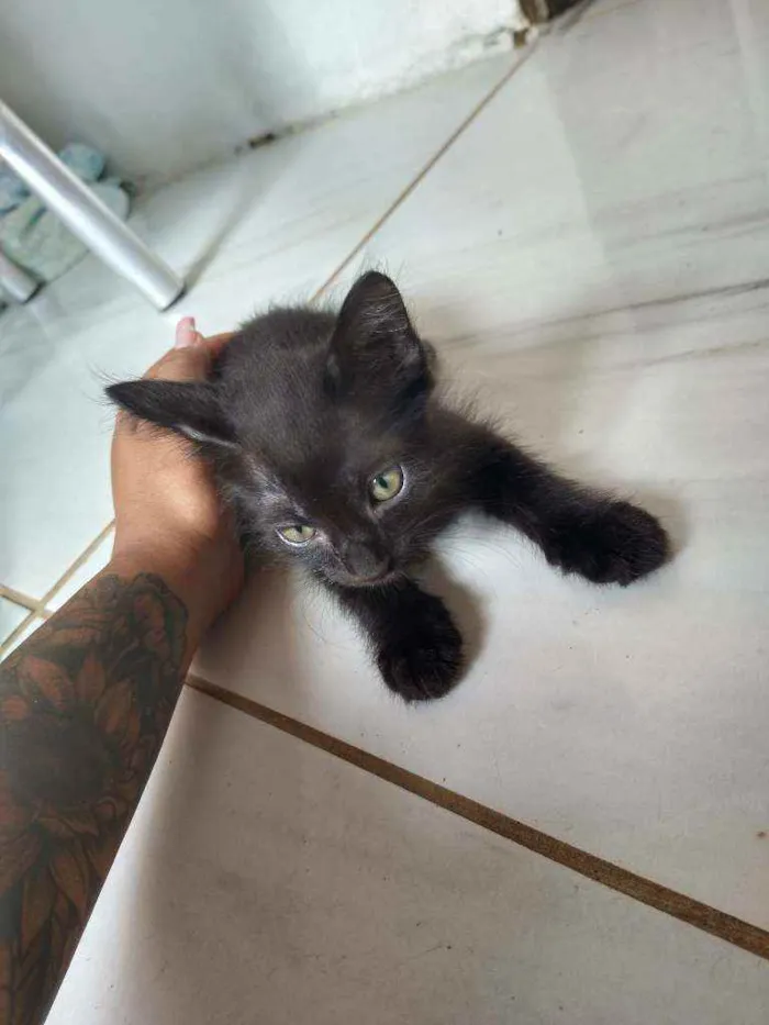 Gato ra a Não sei idade Abaixo de 2 meses nome Sem nome