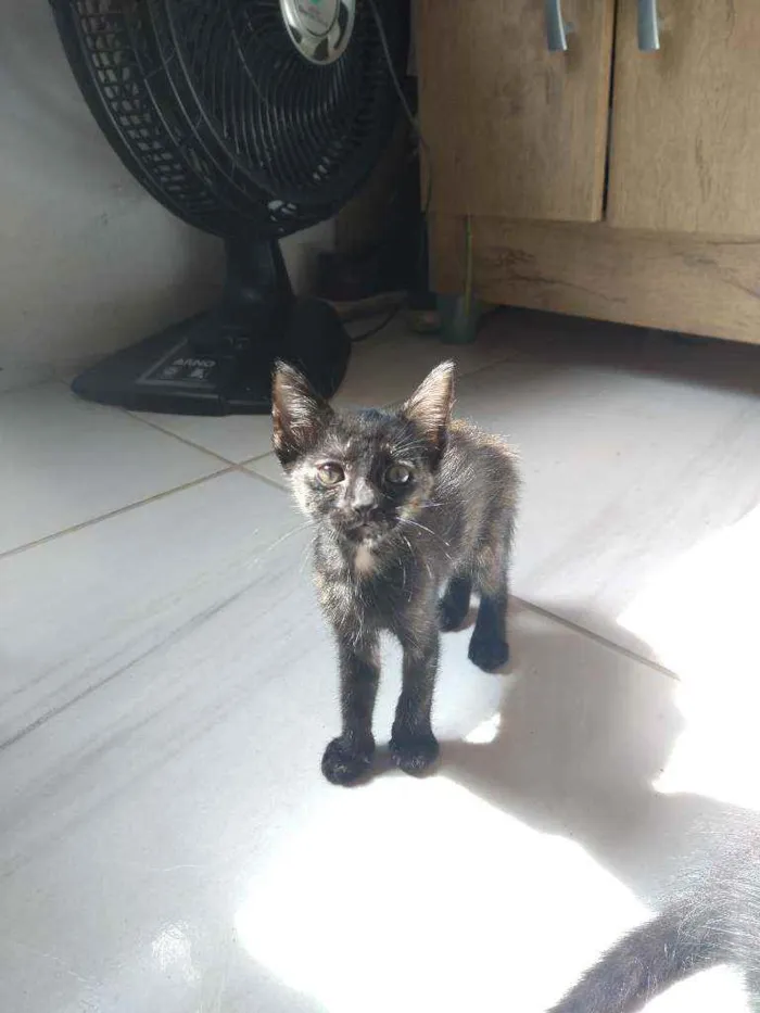 Gato ra a Não sei idade Abaixo de 2 meses nome Sem nome