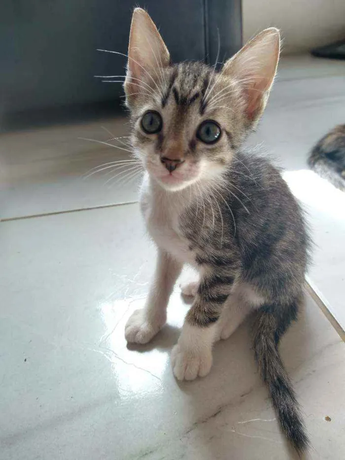 Gato ra a Não sei idade Abaixo de 2 meses nome Sem nome