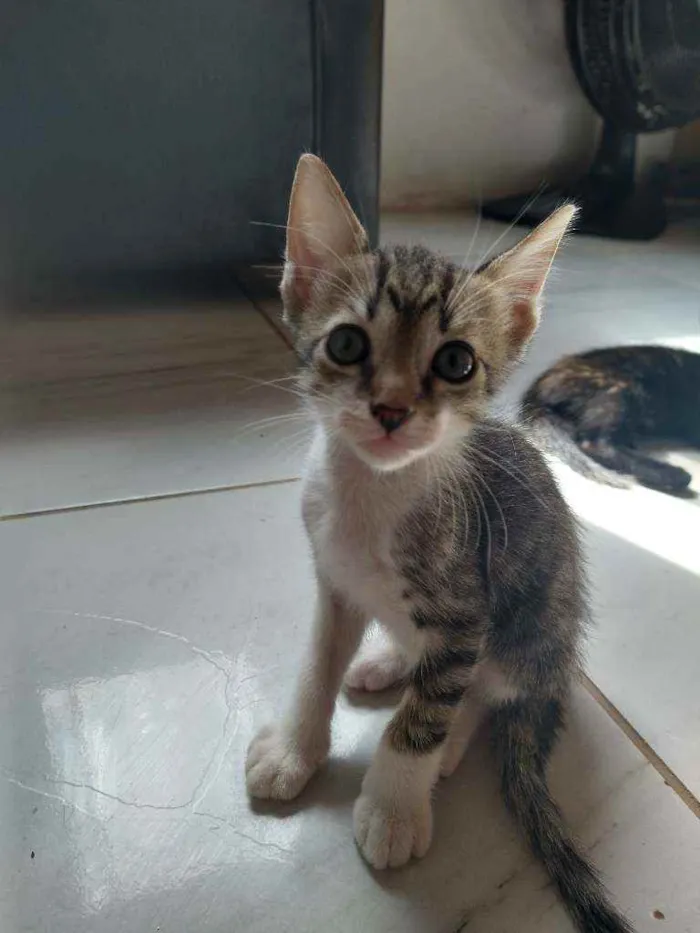 Gato ra a Não sei idade Abaixo de 2 meses nome Sem nome