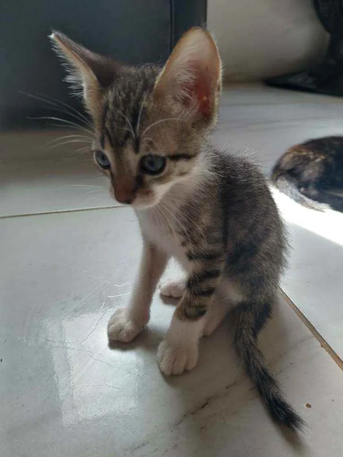 Gato ra a Não sei idade Abaixo de 2 meses nome Sem nome