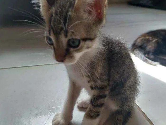 Gato ra a Não sei idade Abaixo de 2 meses nome Sem nome