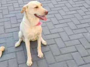 Cachorro raça Labradoe idade 2 anos nome Magali