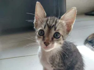 Gato raça Não sei idade Abaixo de 2 meses nome Sem nome