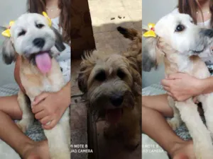 Cachorro raça Ilhasa com sem raça idade 7 a 11 meses nome CHARLOTE e Tody