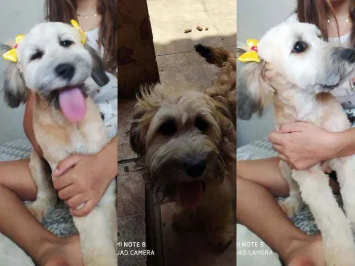 Cachorro raça Ilhasa com sem raça idade 7 a 11 meses nome CHARLOTE e Tody