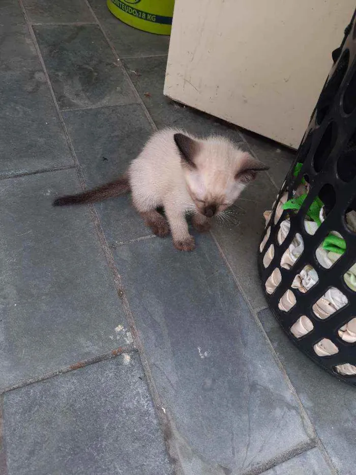 Gato ra a 3 siamês 2 vira-latas  idade 2 a 6 meses nome Ainda sem nome 