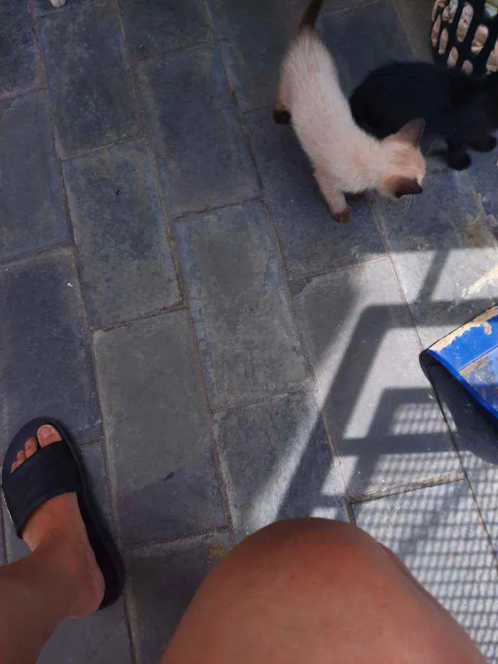 Gato ra a 3 siamês 2 vira-latas  idade 2 a 6 meses nome Ainda sem nome 