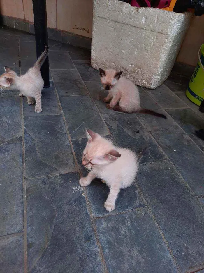 Gato ra a 3 siamês 2 vira-latas  idade 2 a 6 meses nome Ainda sem nome 