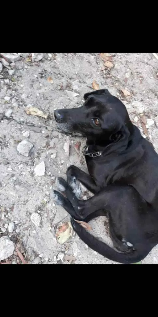 Cachorro ra a Vira-lata idade 6 ou mais anos nome Ursinha