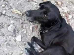 Cachorro raça Vira-lata idade 6 ou mais anos nome Ursinha