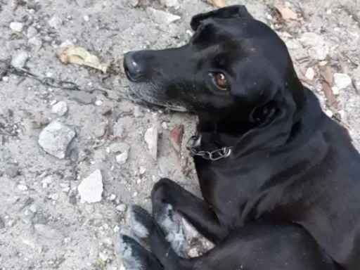 Cachorro ra a Vira-lata idade 6 ou mais anos nome Ursinha