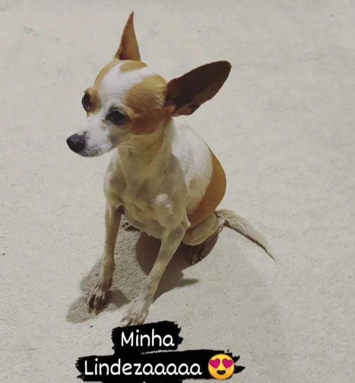 Cachorro raça Pinscher idade 3 anos nome Khrist