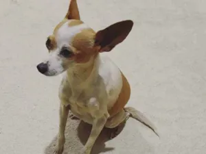 Cachorro raça Pinscher idade 3 anos nome Khrist