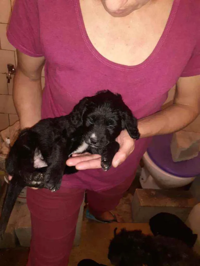 Cachorro ra a SRD idade 2 a 6 meses nome Molly