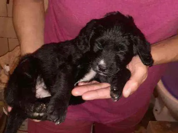Cachorro ra a SRD idade 2 a 6 meses nome Molly