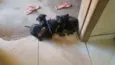 Filhotes