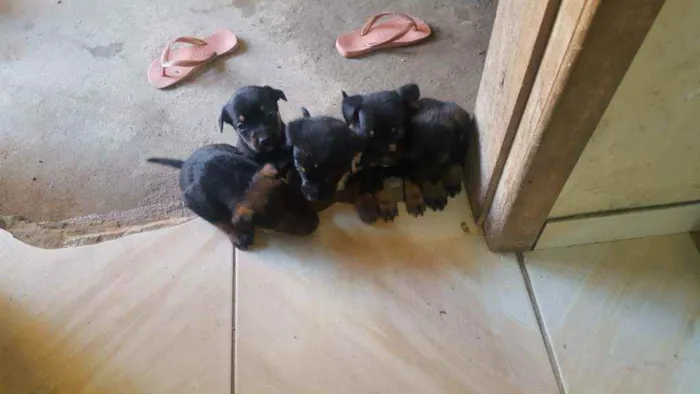 Cachorro raça SRD idade Abaixo de 2 meses nome Filhotes