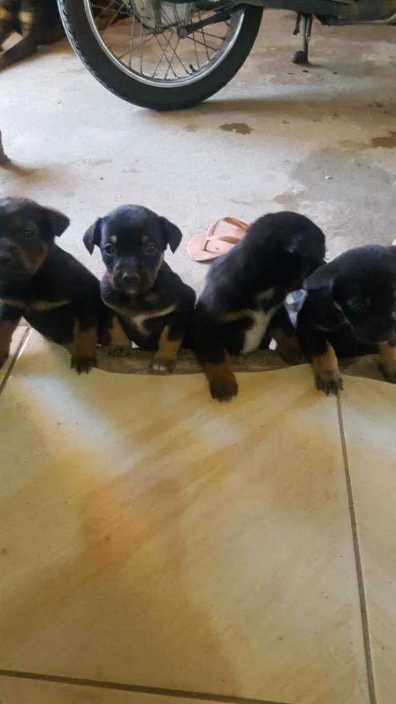 Cachorro raça SRD idade Abaixo de 2 meses nome Filhotes