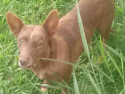 Cachorro raça Sem raça definida idade 6 ou mais anos nome Desconhecido